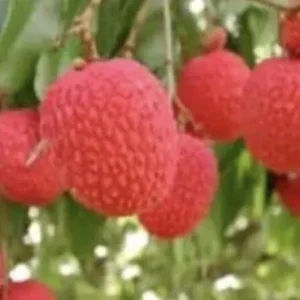 Sweet Lychee Live Air-layered Tree 2 Feet Tall - Fruit Plant Outdoor - Image 4