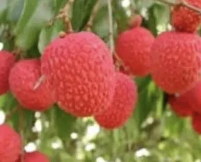 Sweet Lychee Live Air-layered Tree 2 Feet Tall - Fruit Plant Outdoor - Image 4