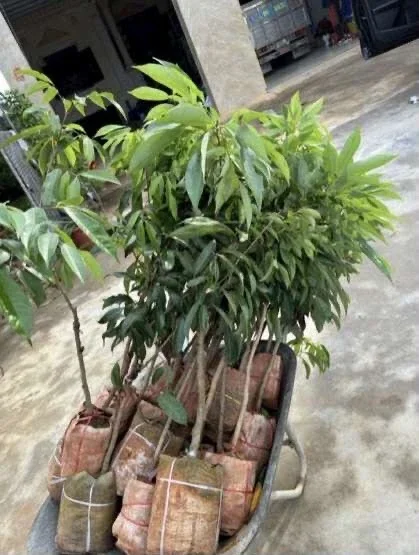 Sweet Lychee Live Air-layered Tree 2 Feet Tall - Fruit Plant Outdoor - Image 5