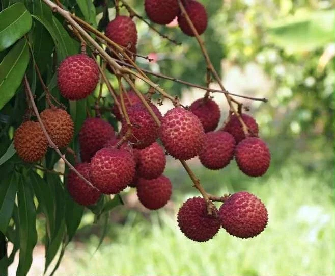 Sweet Lychee Live Air-layered Tree 2 Feet Tall - Fruit Plant Outdoor - Image 6