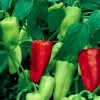 Sweet Pepperoncini Pepper Seeds - Non-GMO Heirloom Garden Seeds - 30+ Seeds - Image 1