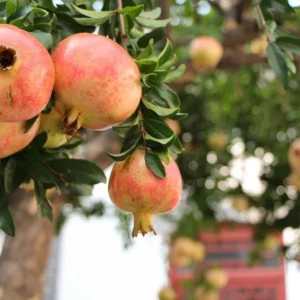 Sweet Pomegranate Tree Starter Plant - Punica granatum 'Sweet' - Live Fruit Tree - Image 1