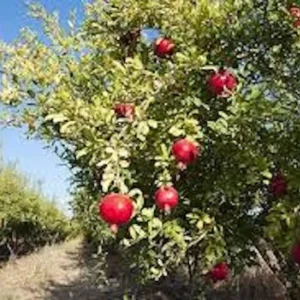 Sweet Pomegranate Tree Starter Plant - Punica granatum 'Sweet' - Live Fruit Tree - Image 4