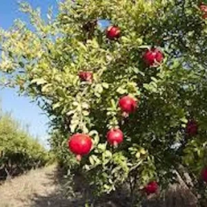 Sweet Pomegranate Tree Starter Plant - Punica granatum 'Sweet' - 8-12 ft Mature Height - Image 8