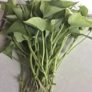 Sweet Potato Slips Variety Pack - 15 Cuttings (Okinawa, White, Orange) - Edible Vegetable Plant - Image 2