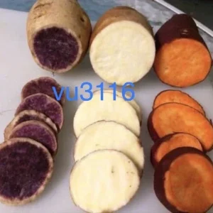 Sweet Potato Slips Variety Pack - 15 Cuttings (Okinawa, White, Orange) - Edible Vegetable Plant - Image 1