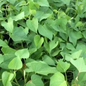 Sweet Potato Slips Variety Pack - 15 Cuttings - Red Japanese, Okinawa, Beauregard - Image 3