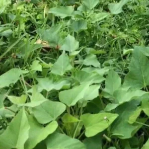 Sweet Potato Slips Variety Pack - 15 Live Slips (Beauregard, Japanese White, Purple) for Planting - Image 3