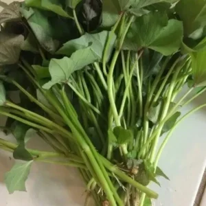 Sweet Potato Slips Variety Pack - 15 Live Slips (Beauregard, Japanese White, Purple) for Planting - Image 4