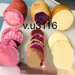 Sweet Potato Slips Variety Pack - 15 Live Slips (Korea Purple, Okinawa, White) - Image 2