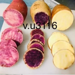 Sweet Potato Slips Variety Pack - 15 Live Slips (Korea Purple, Okinawa, White) - Image 5