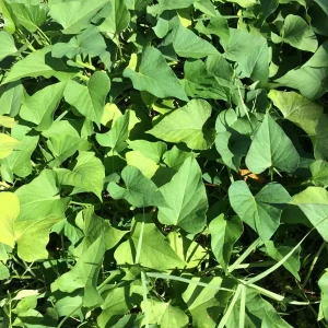 Sweet Potato Slips Variety Pack - 15 Live Slips (Korea Purple, Okinawa, White) - Image 6