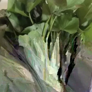 Sweet Potato Slips Variety Pack - 15 Slips: Okinawa, Red Japanese, Beauregard - Live Plants - Image 3