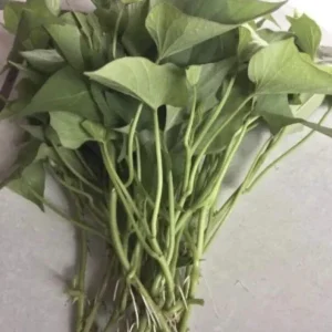 Sweet Potato Slips Variety Pack - 15 Slips: Okinawa, Red Japanese, Beauregard - Live Plants - Image 7