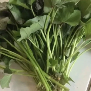 Sweet Potato Slips Variety Pack – 20 Live Cuttings – Beauregard, White, Purple, Red Japan - Image 2