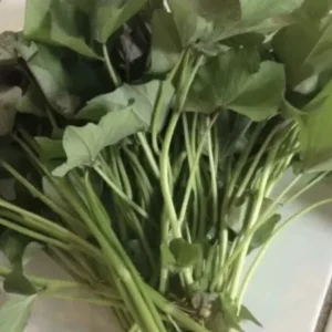 Sweet Potato Slips Variety Pack - 20 Live Cuttings (Purple, Okinawa, White, Orange) - Edible Garden Plants - Image 2