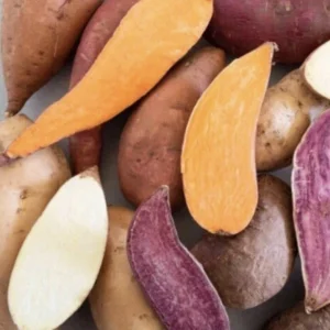 Sweet Potato Slips Variety Pack - 20 Live Cuttings (Purple, Okinawa, White, Orange) - Edible Garden Plants - Image 5