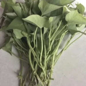 Sweet Potato Slips Variety Pack - 20 Slips: Purple, Okinawa, Japanese Red, Beauregard - Live Plants - Image 4