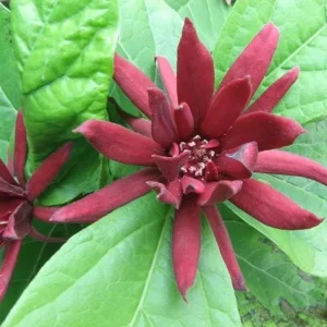 Sweet Shrub Live Plant Calycanthus floridus – 6-18
