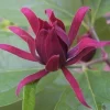 Sweet Shrub Live Plant Calycanthus floridus – 6-18" Tall Quart Pot – Fragrant Native - Image 1