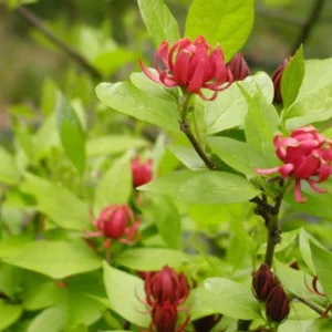 Sweet Shrub Live Plant Calycanthus floridus – 6-18