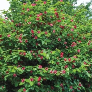 Sweet Shrub Live Plant Calycanthus floridus – 6-18