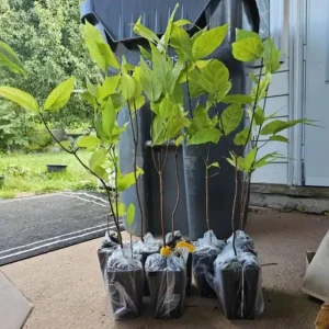 Sweet Shrub Live Plant Calycanthus floridus – 6-18