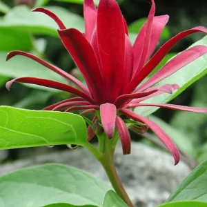 Sweet Shrub Live Plant - Carolina Allspice Bare Root - Fragrant Flowers - Image 1