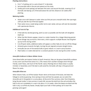 Sweet Star Amaryllis Bulb - Giant Dutch Pink - 32/34 cm Bulb, One Bulb, Indoor/Outdoor - Image 4