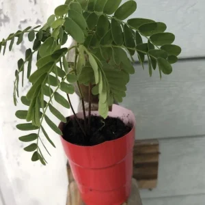 Sweet Tamarind Tree Live Plant, Me Ngọt Thai Sweet Tamarind, 4-12 inches - Image 3