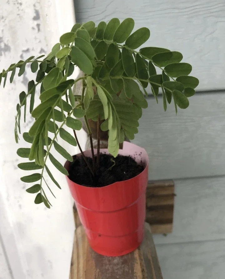 Sweet Tamarind Tree Live Plant, Me Ngọt Thai Sweet Tamarind, 4-12 inches - Image 3