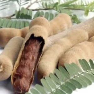 Sweet Tamarind Tree Live Plant, Me Ngọt Thai Sweet Tamarind, 4-12 inches - Image 4