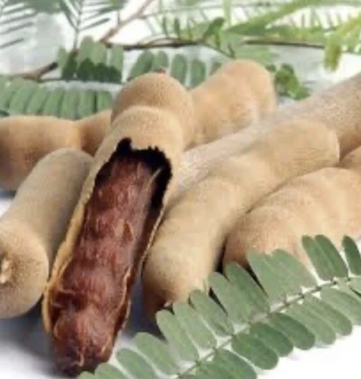 Sweet Tamarind Tree Live Plant, Me Ngọt Thai Sweet Tamarind, 4-12 inches - Image 4