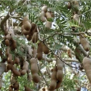 Sweet Tamarind Tree Live Plant, Me Ngọt Thai Sweet Tamarind, 4-12 inches - Image 5