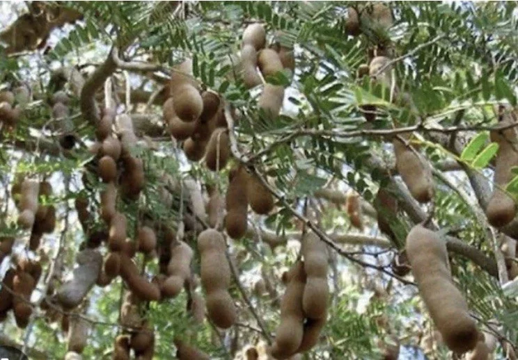 Sweet Tamarind Tree Live Plant, Me Ngọt Thai Sweet Tamarind, 4-12 inches - Image 5