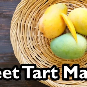 Sweet Tart Mango Tree – Live Plant – 3 Gallon Pot – Grafted Fruit Tree - Image 2