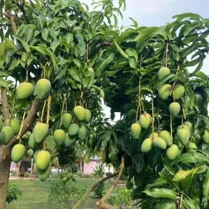 Sweet Tart Mango Tree – Live Plant – 3 Gallon Pot – Grafted Fruit Tree - Image 5