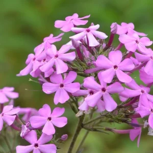 Sweet William Phlox Maculata Bulbs - Pink, White, Lilac Flowers - Image 1
