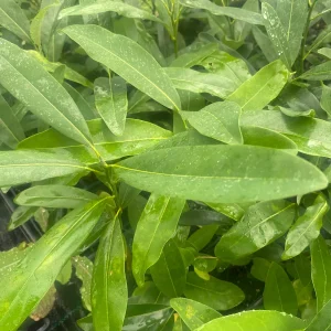 Sweetbay Magnolia Live Plant - 10-14