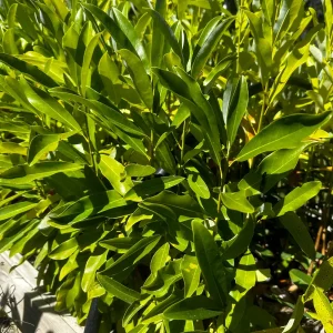 Sweetbay Magnolia Live Plant - 10-14