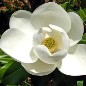 Sweetbay Magnolia Live Plant - 10-18" Tall, 1 Quart Pot - Creamy Blooms, Outdoor Tree - Image 1