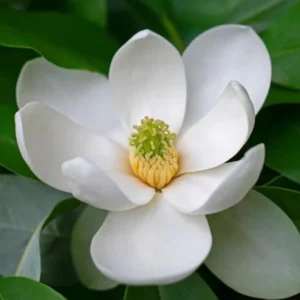 Sweetbay Magnolia Live Plant - 10-18