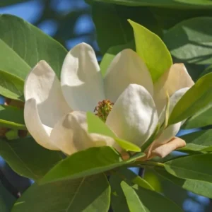 Sweetbay Magnolia Live Plant - 10-18