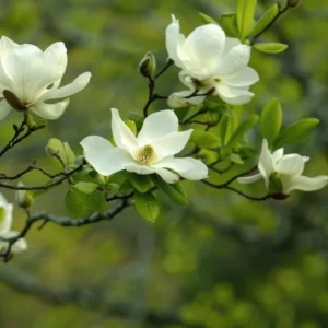 Sweetbay Magnolia Live Plant - 10-18