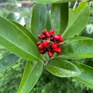 Sweetbay Magnolia Live Plant - 10-18