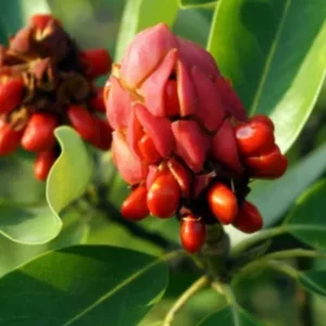 Sweetbay Magnolia Live Plant - 10-18