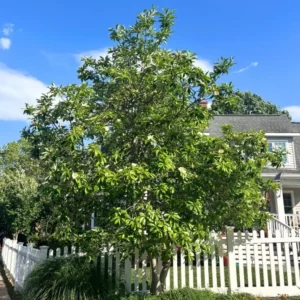 Sweetbay Magnolia Live Plant - 10-18