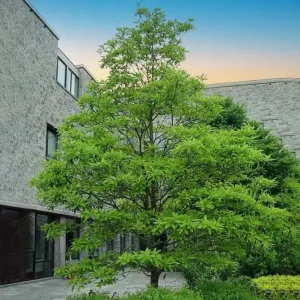 Sweetbay Magnolia Live Plant – Fragrant White Blooms, 10-18 in Tall, Quart Pot, Outdoor - Image 4