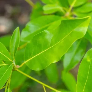 Sweetbay Magnolia Live Plant – Native Flowering Tree – Fragrant Blooms – 10-18 in Tall, 4-inch Pot - Image 10