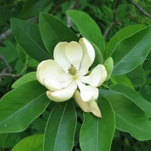 Sweetbay Magnolia Live Plant – Native Flowering Tree – Fragrant Blooms – 10-18 in Tall, 4-inch Pot - Image 2